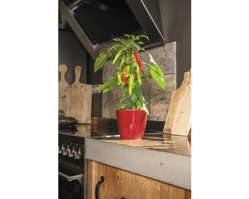 Snack Chili Peppers Pick&Joy Ø 14 cm Pot