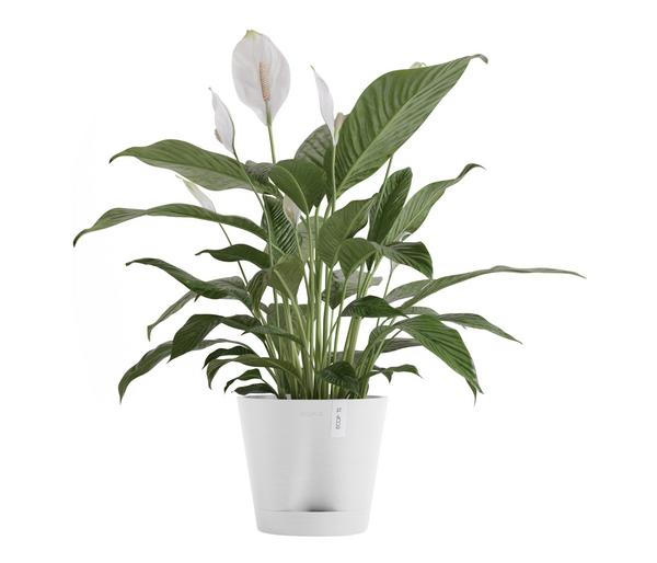 Ecopots Kunststoff-Topf Venice 2, rund