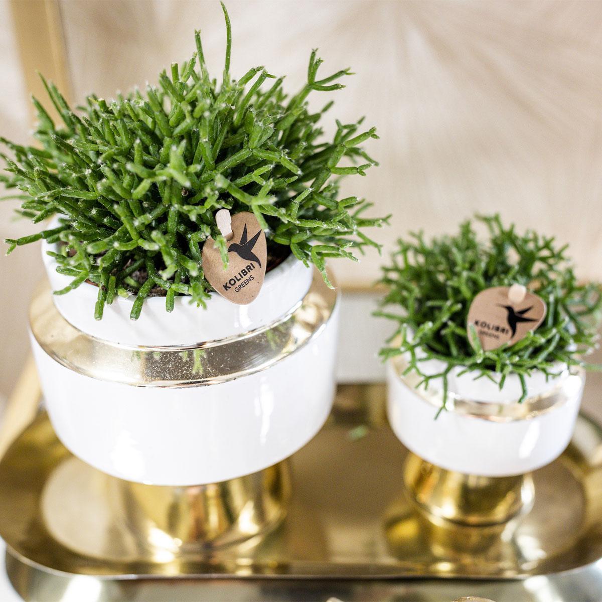 Verts colibri | lot de 2 plantes rhipsalis en pots décoratifs dorés le chic - pot céramique taille 9cm