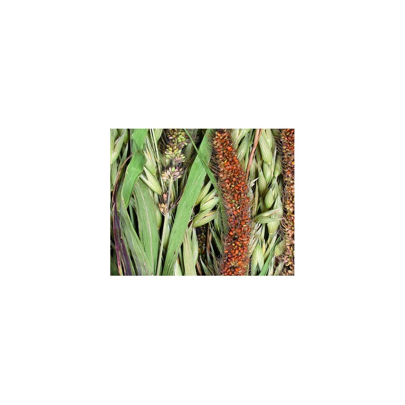 JR Farm Wiesen-Ernte 5x80g