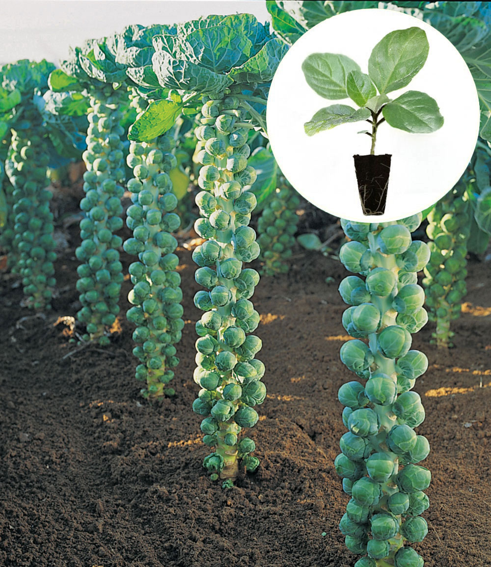 Rosenkohl 'Igor' F1