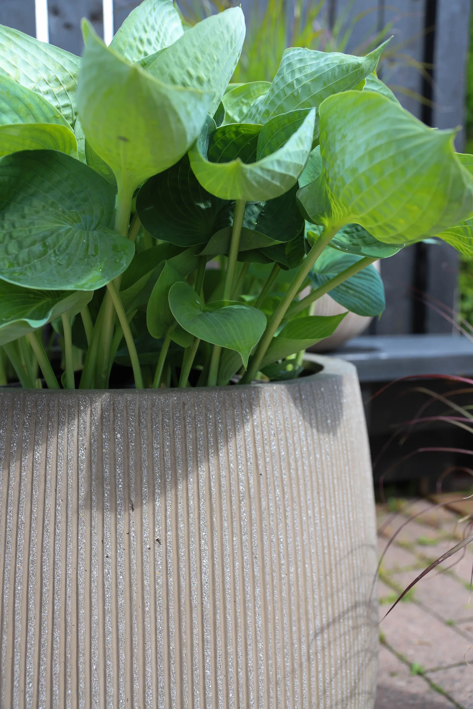 Plantagen Potte Joel Ø29 cm
