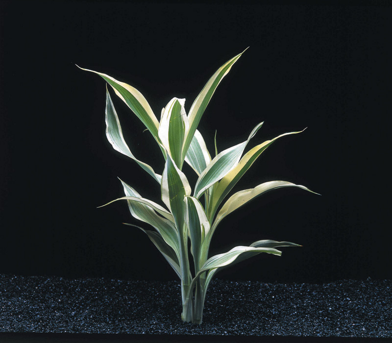 Waterplant Dracaena Sanderiana