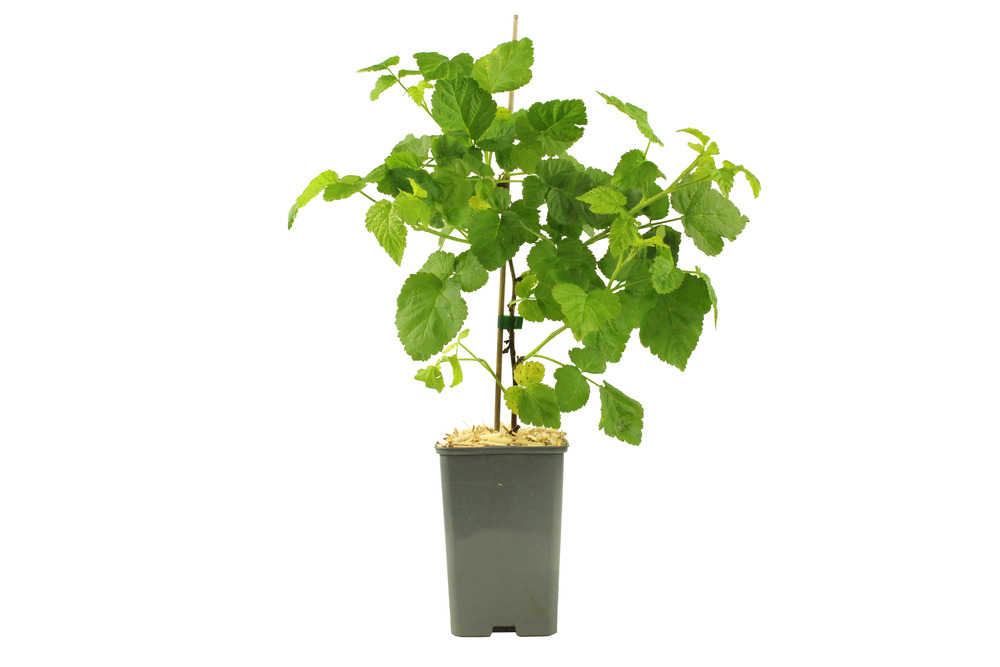 Plant de murier tayberry pot 1,3 l