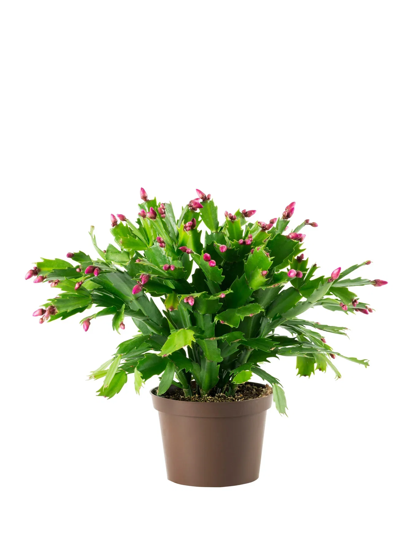 Schlumbergera Novemberkaktus Ø11 cm