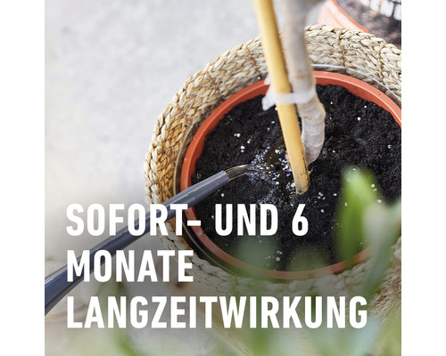 COMPO langzaamwerkende meststof voor mediterrane planten 1,5 kg, voor olijfbomen, citrusbomen, oleanders, enz.