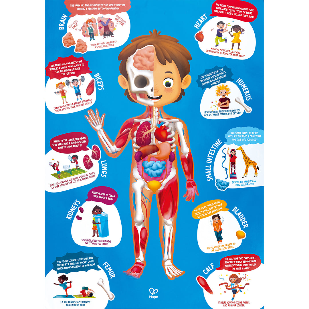 Hape puzzel menselijk lichaam - 60st