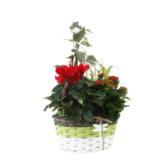 Composition Panier Fleuri : 5 plantes- Coloris variables (N3).