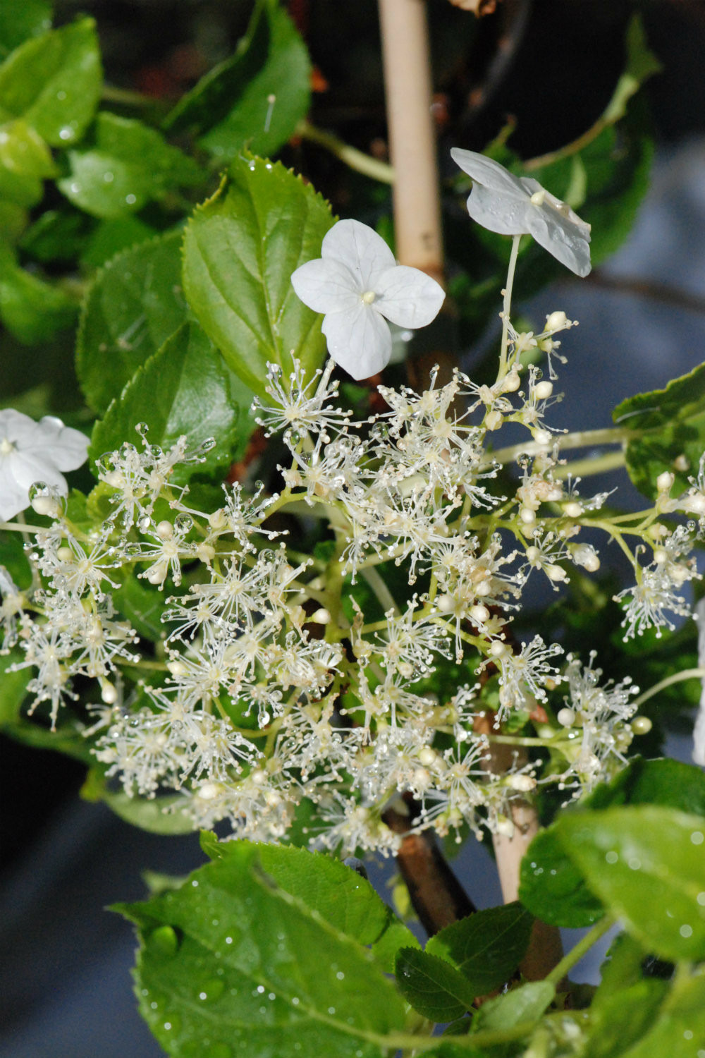 Hortensia grimpant - 3l
