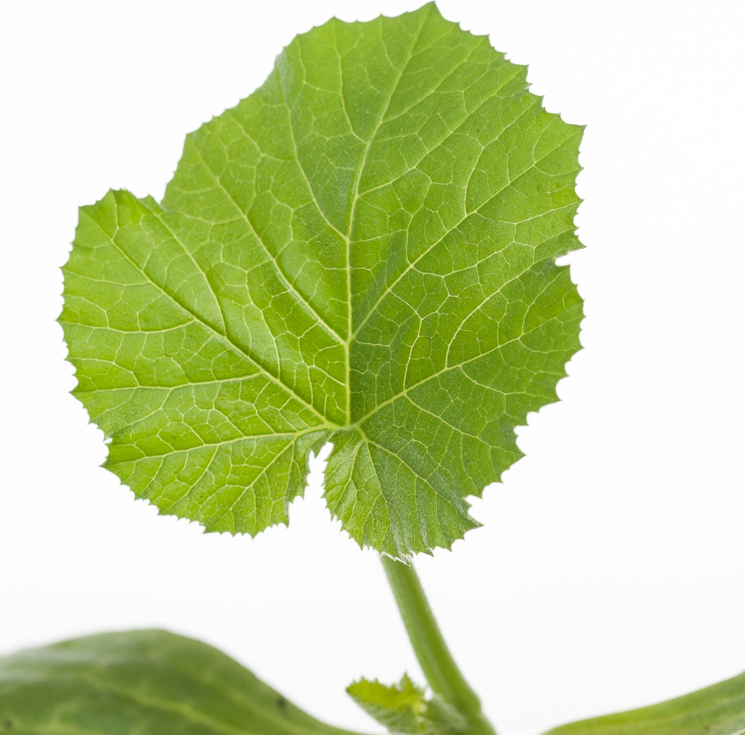 Courgette (Cucurbita Pepo)