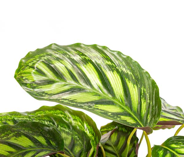 Korbmarante - Calathea 'Moonlight'