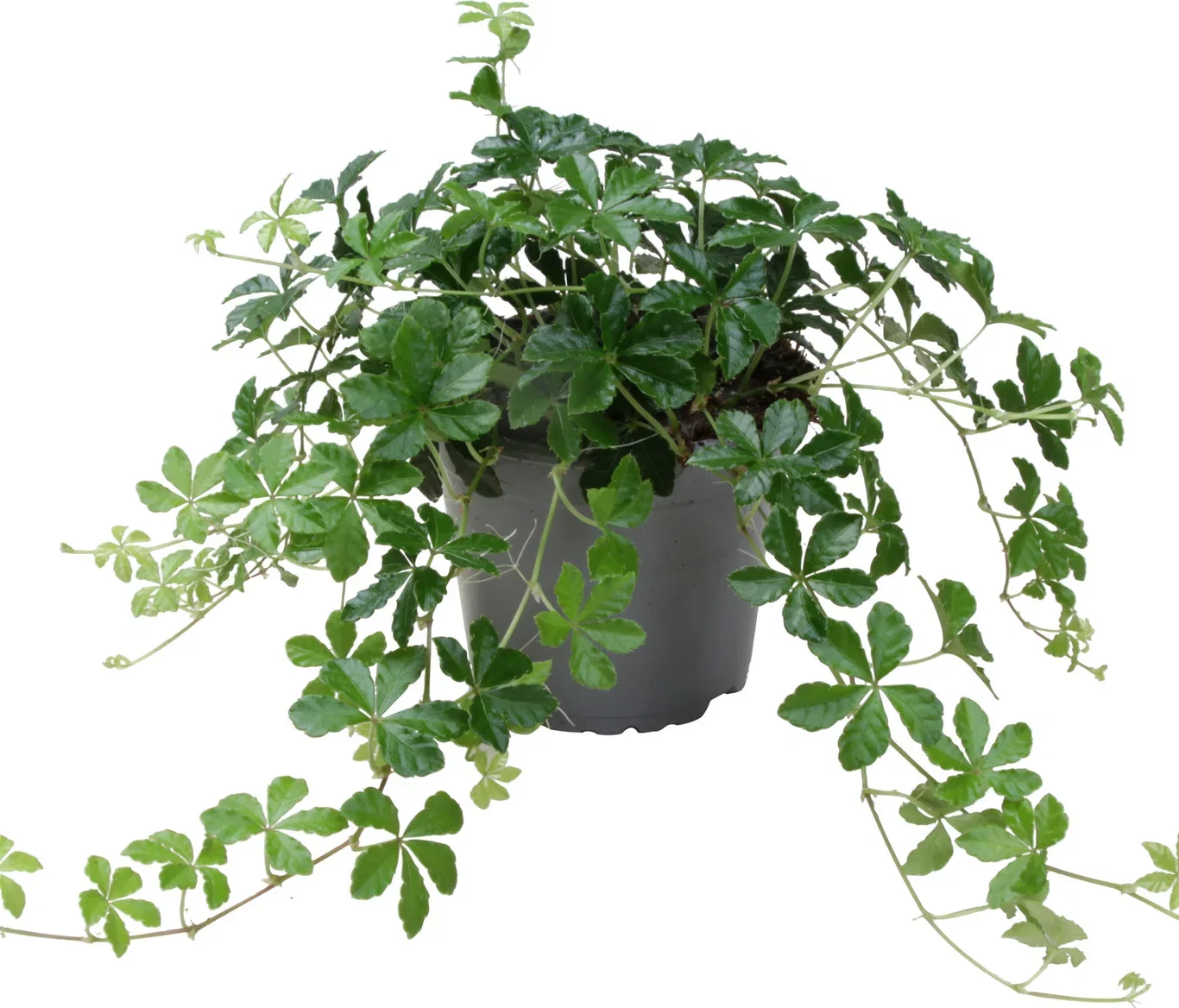 Cissus striata 12 cm Prinsessevin Høyde 25 cm