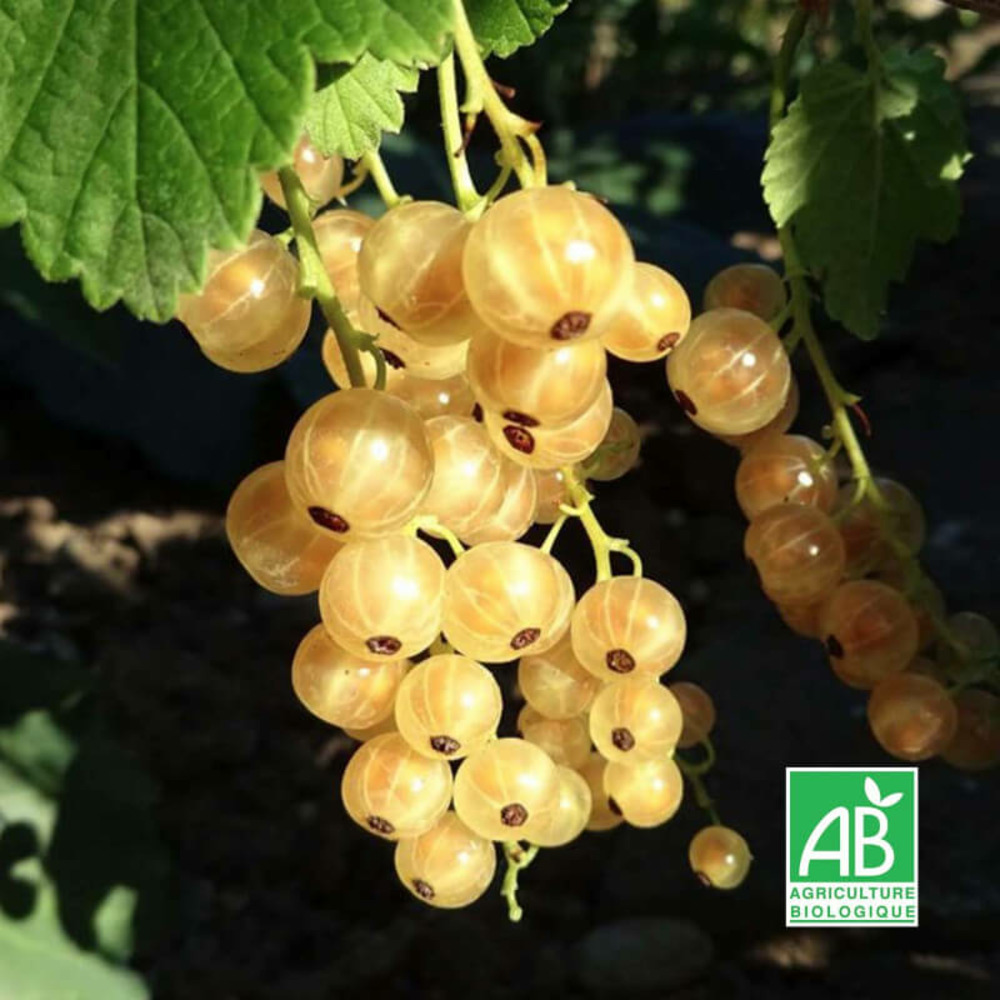 Groseillier 'versaillaise blanche' bio - godet 9cm