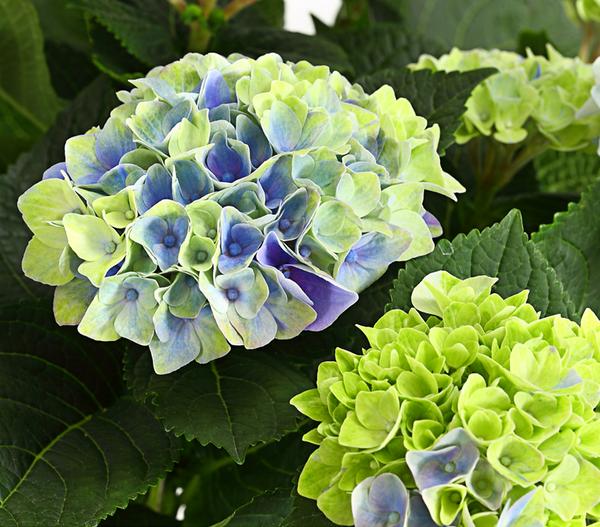Hortensie 'Magical', verschiedene Farben