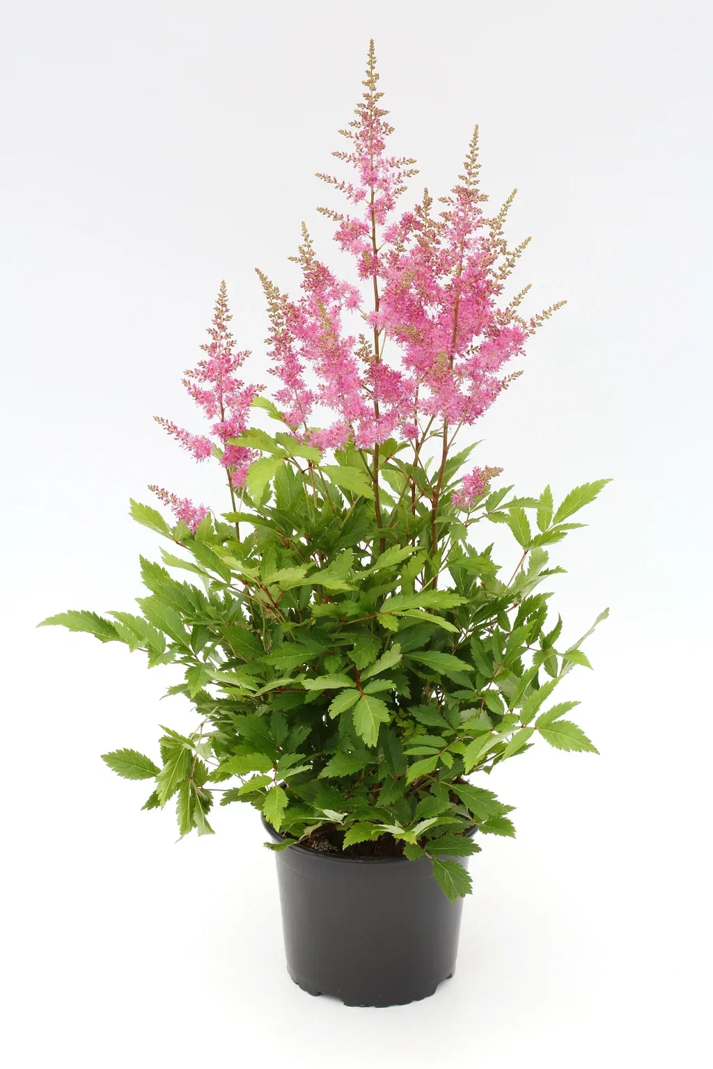 Astilbe Red 17cm Arendspir rød Ø17 cm