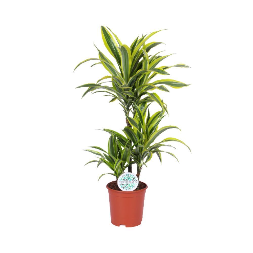 Plante d'intérieur - dracaena 'lemon lime' 90.0cm