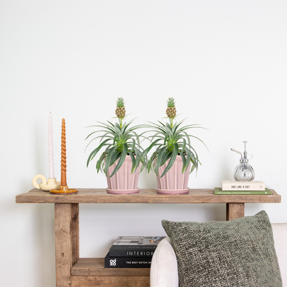 2x ananas comosus 'mi amigo' – plant d'ananas – peu d'entretien – ⌀12 cm – ↕30-40 cm