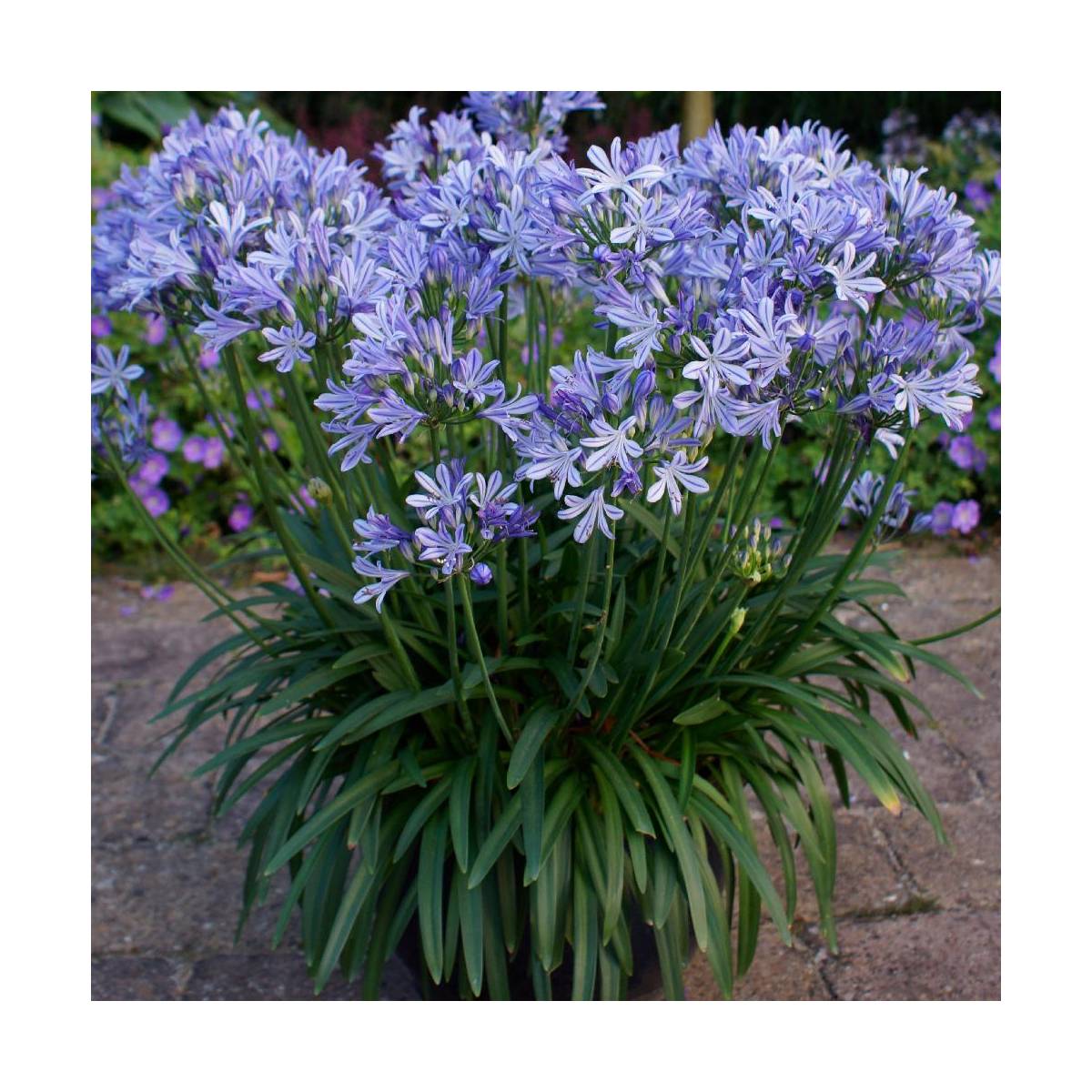 Agapanthe charlotte®/agapanthus x 'charlotte'®[-]pot de 4l - 40/60 cm