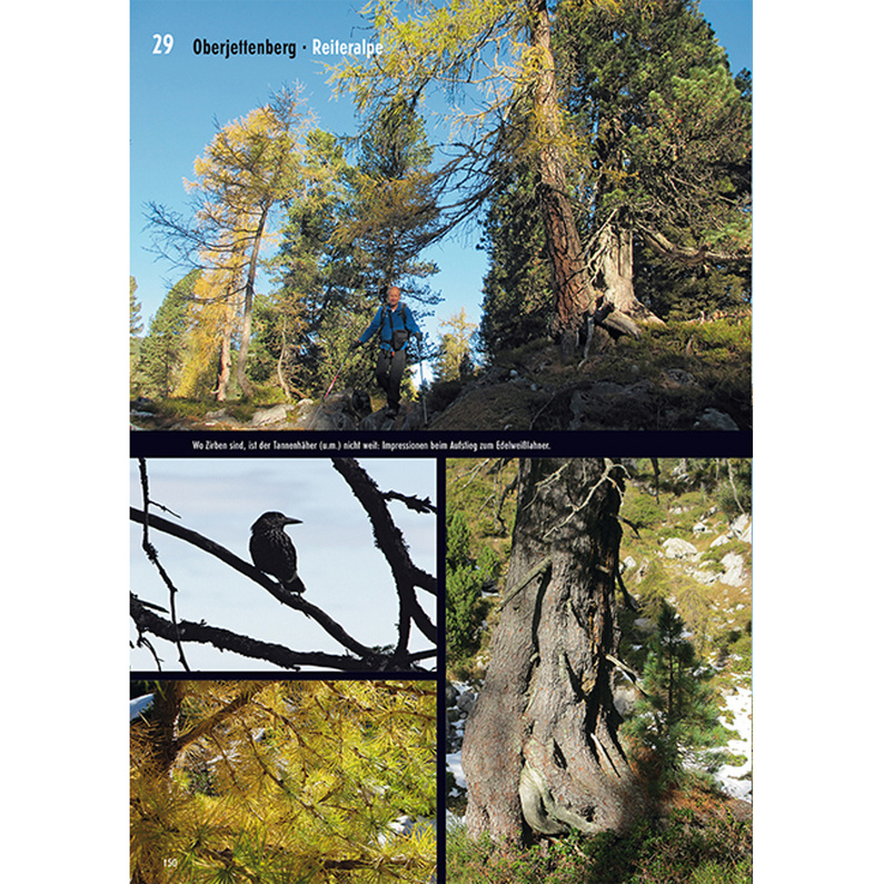 Frischluftedition Unterwegs zu Bruder Baum