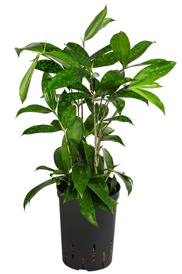 Drachenbaum - Dracaena surculosa, Hydrokultur