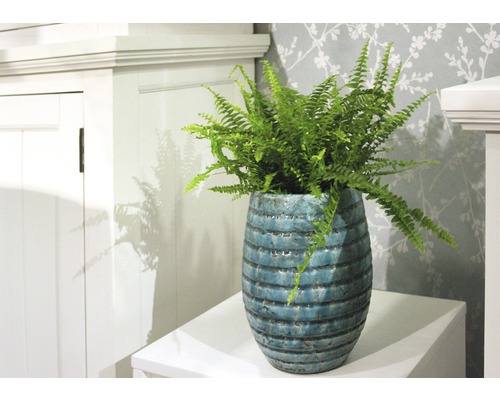 Zwaardvaren FloraSelf Nephrolepis exaltata 'Green Lady' H 30-40 cm Ø 12 cm pot