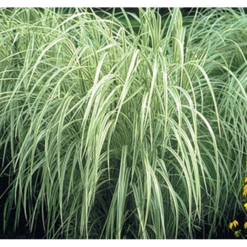 Miscanthus variegatus (roseau de chine, eulalie) taille pot de 10 litres