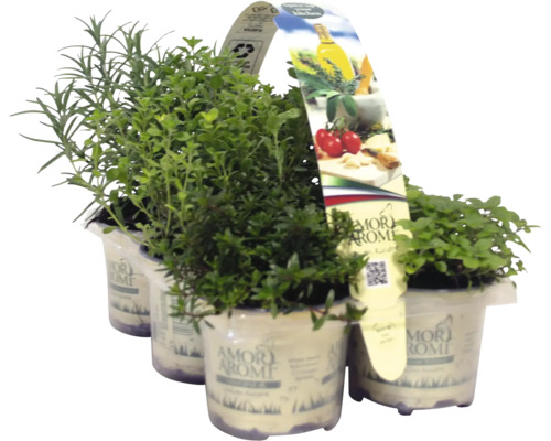 FloraSelf Mediterrane BBQ Kruidenmix 6 stuks Ø 9 cm pot 35 Jaar FloraSelf Jubileumeditie