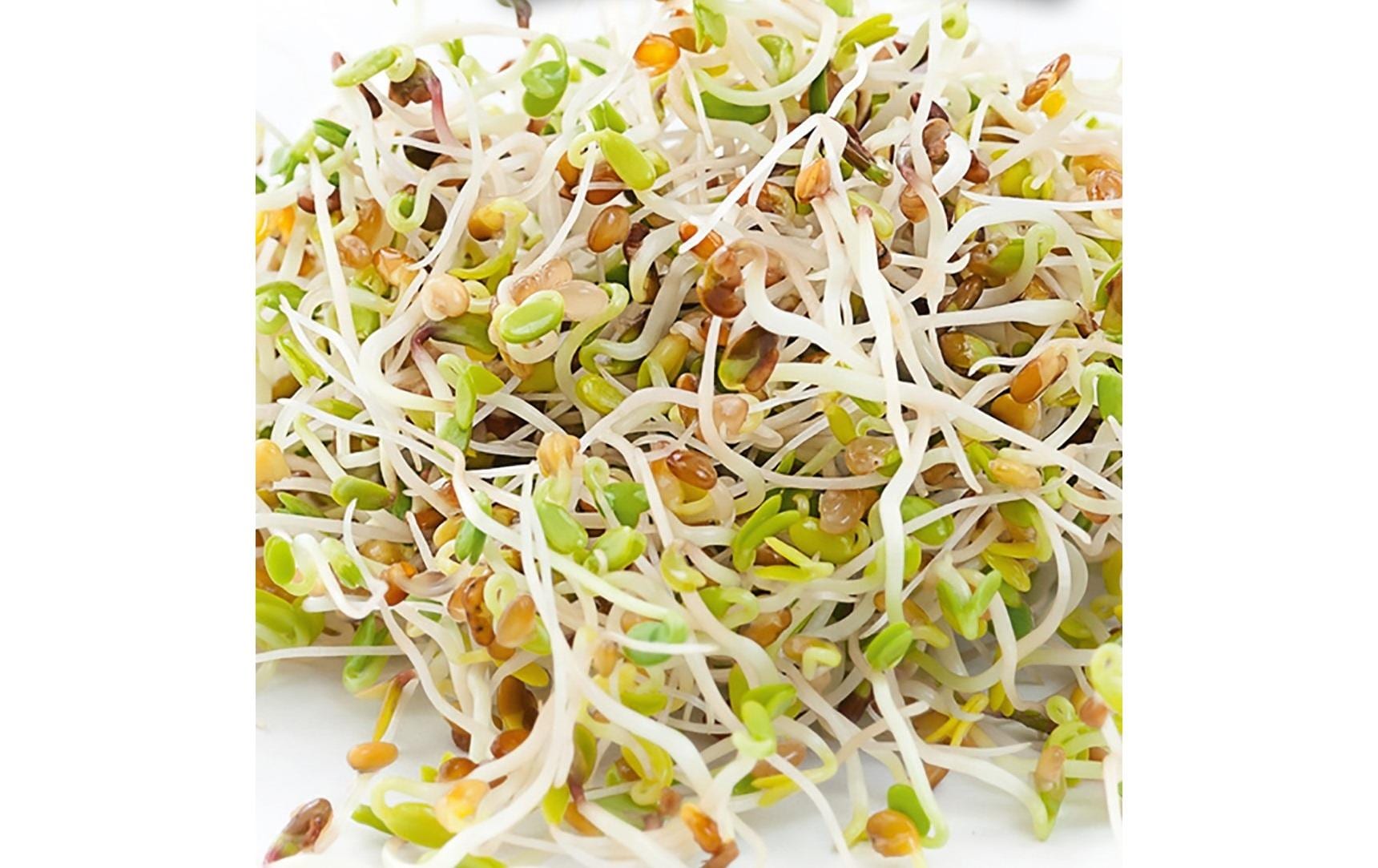 Samen Microgreens Alfalfa HARRY HERBSNachfüllset mit Alfalfa Samen und Anzuchtmatte