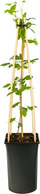 Bosrank (Clematis 'Forever Friends') D 23 H 210 cm