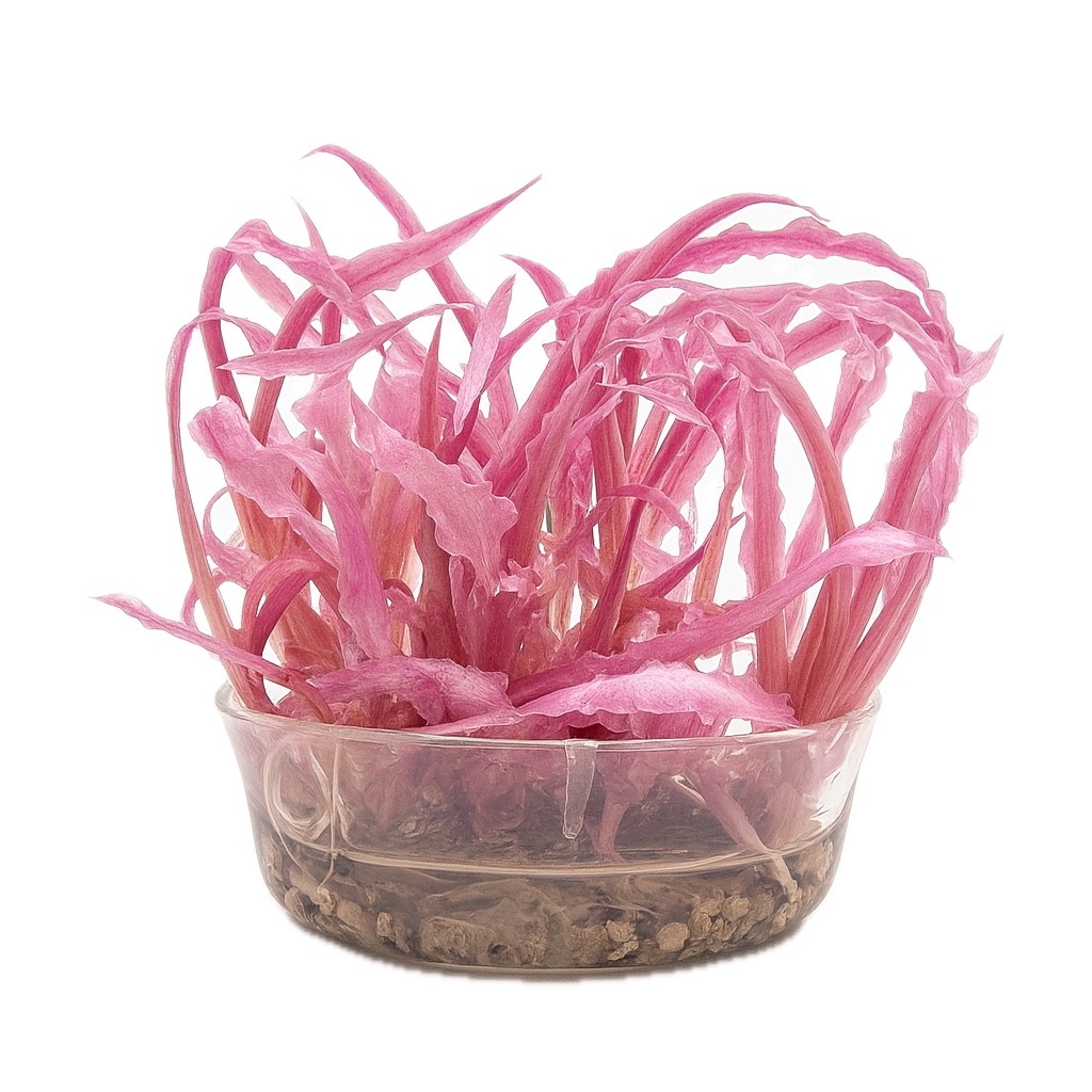 Waterplant Cryptocoryne balansae 'pink' in-vitro
