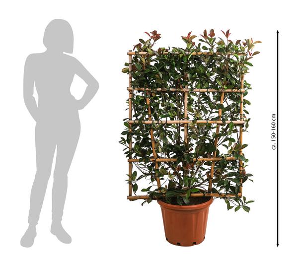 Purpur-Glanzmispel 'Red Robin', ca. 150-160 cm
