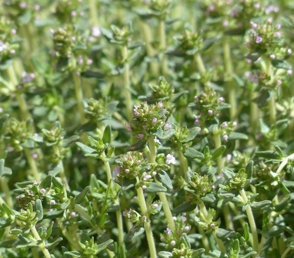 Dehner Gourmet Garten Kugelthymian