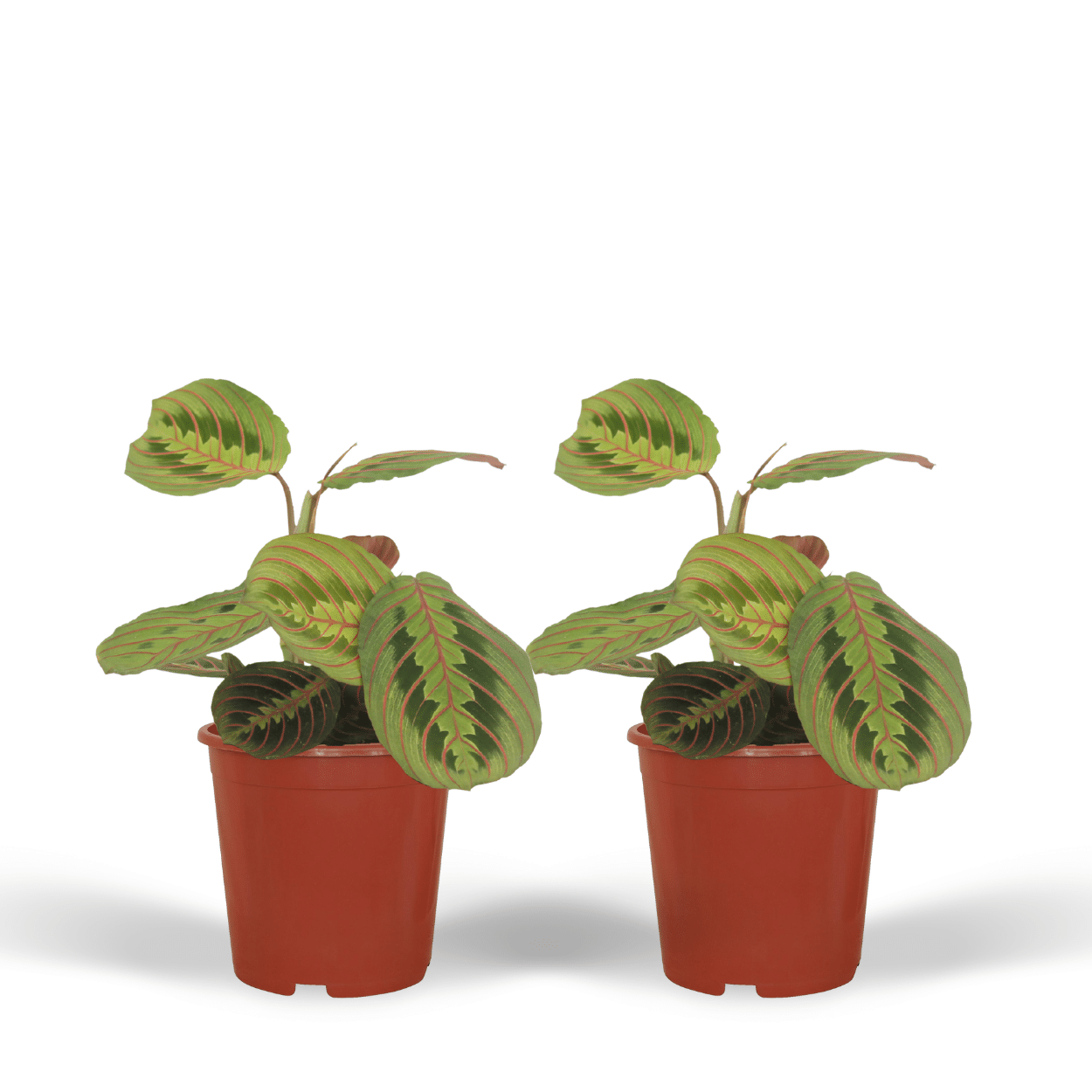 Plante d'intérieur - maranta fascinator - lot de 2 20cm