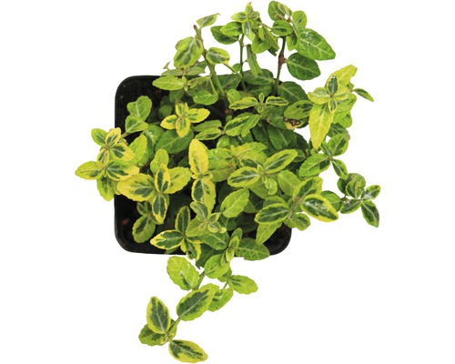 Geelbonte kruipspindel FloraSelf Euonymus fortunei 'Emerald n Gold' 10/15 scheuten Ø 9 cm pot