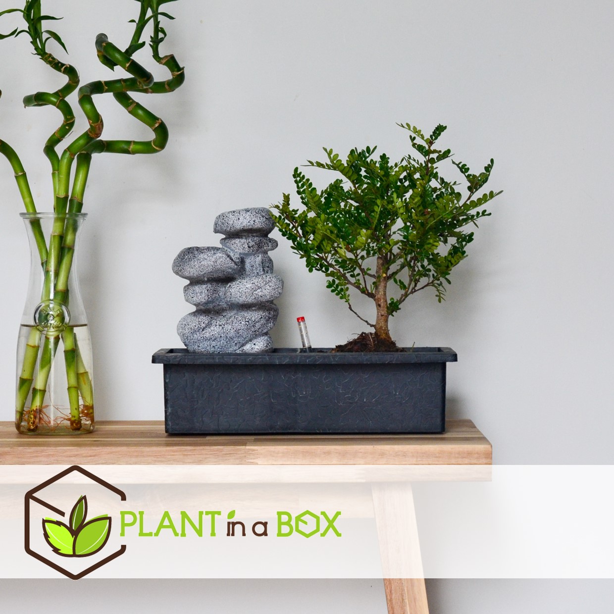 Bonsaï avec système d'eau - pierres zen - plante d'intérieur - hauteur 25-35cm