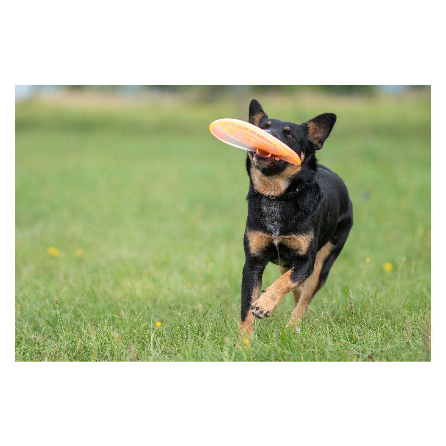 pawberry Frisbee Bissstark  - orange