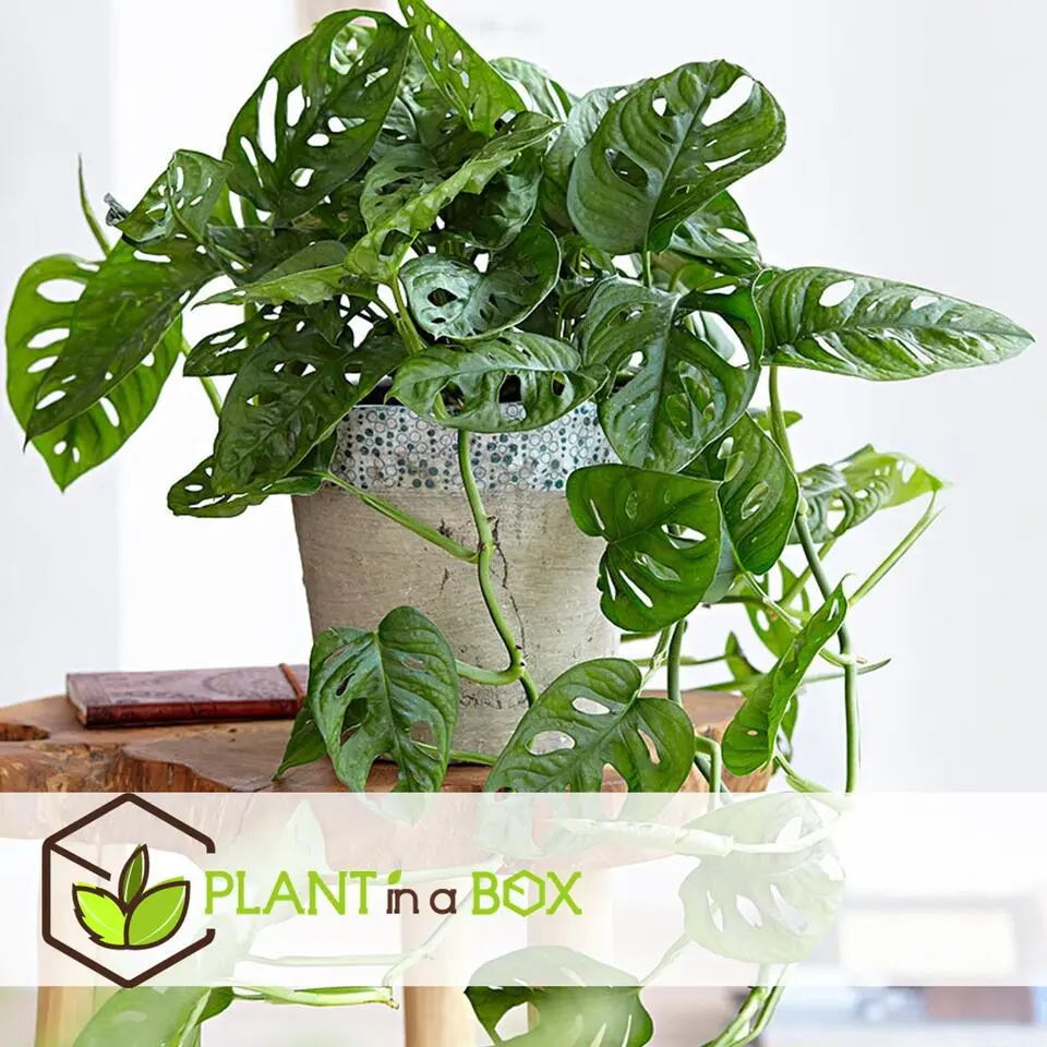 Apenmasker - Monstera adansonii 'Monkey Mask' - Hoogte 25-30cm - ⌀12cm