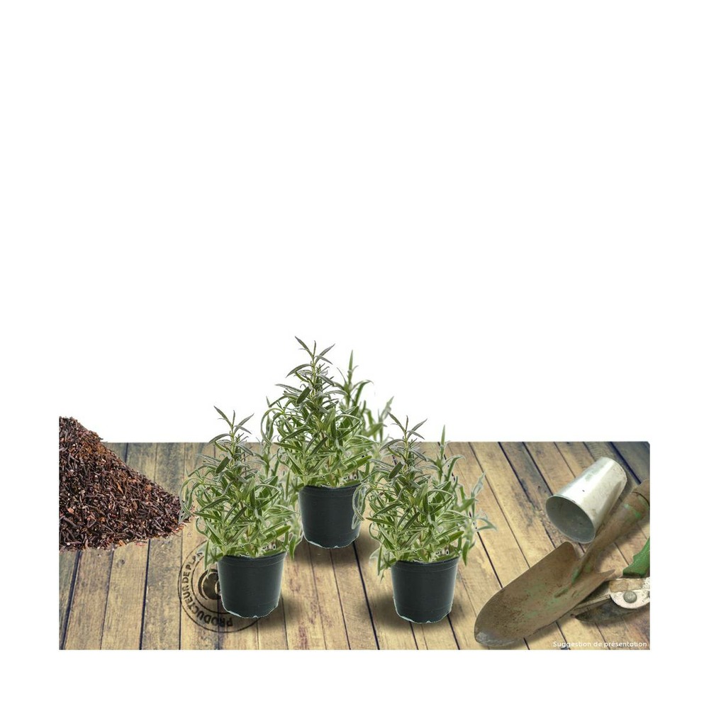 Thym chevelu comosus/thymus comosus[-]godet