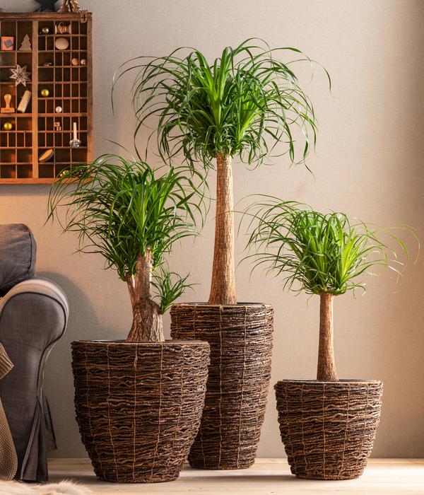 Elefantenfuß - Beaucarnea recurvata
