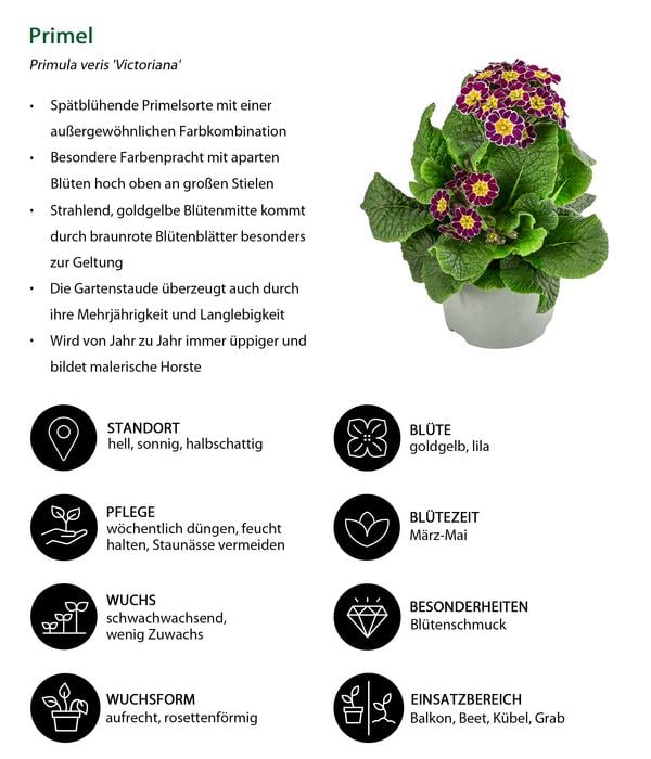 Beet- & Balkonpflanzen-Set Bonbon, 6-teilig