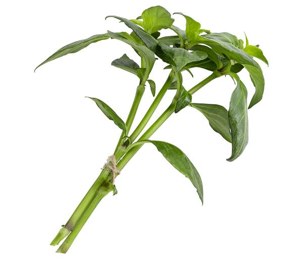 Pilzkraut