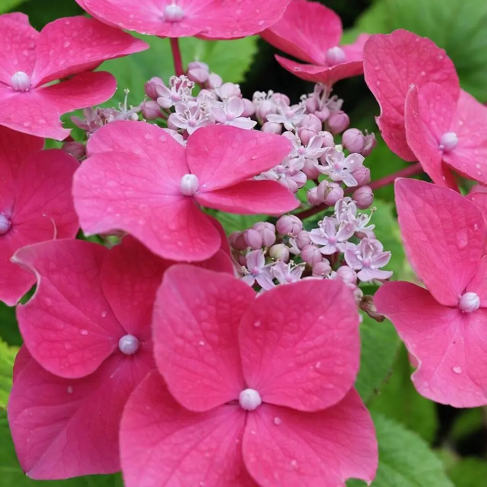Hortensia - Set van 6 - Hydrangea 'Red Bull' - Hoogte 25-40cm - ⌀9cm
