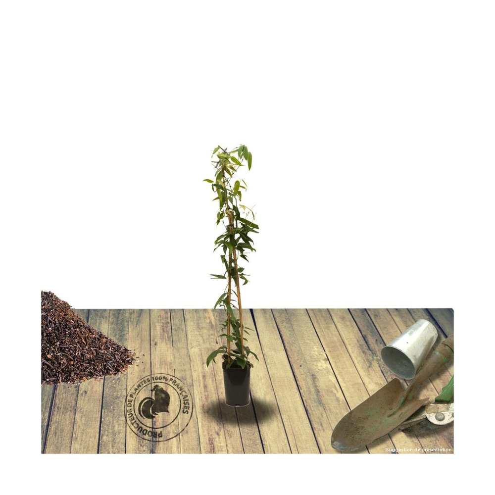 Clématite armandii enham star/clematis armandii enham star[-]pot de 1,5l - tuteur bambou 30/60 cm