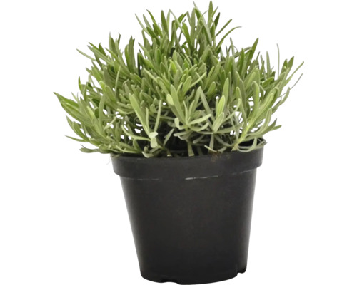 Lavendel FloraSelf Lavandula angustifolia H 10-20 cm Co 1,2 L