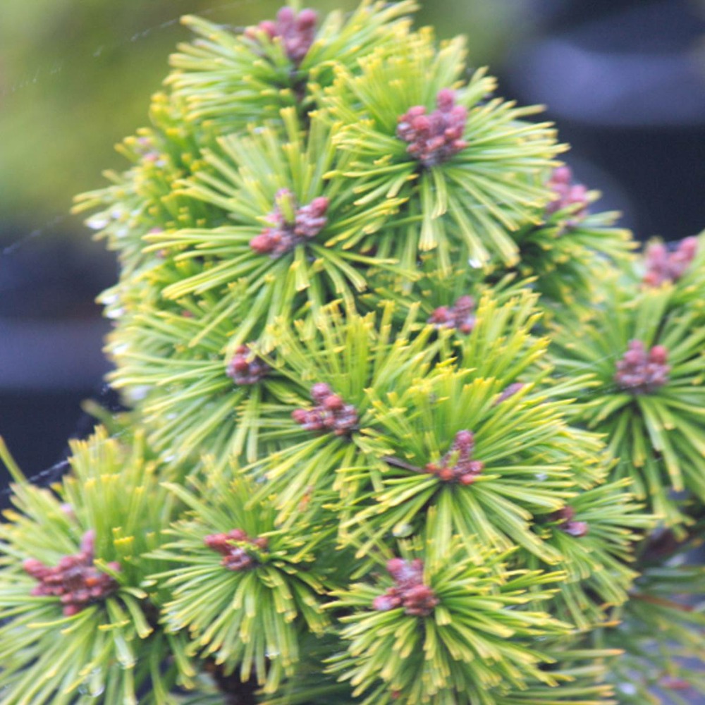 Pin de montagne mugo mops/pinus mugo mops[-]pot de 3l - 20/40 cm