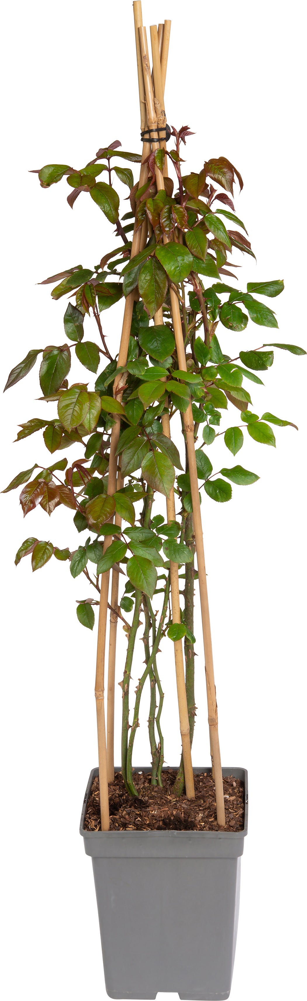 Klimroos (Rosa 'Freisinger Morgenröte') D 22 H 70 cm
