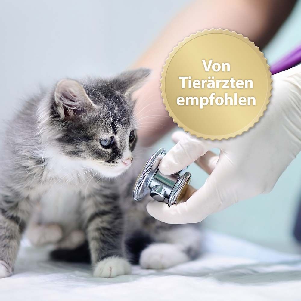Felisept Home Comfort Nachfüllflakon