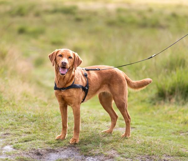 Trixie Hundegeschirr Lead'n'Walk Soft, schwarz