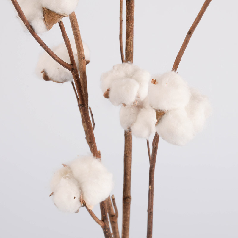 Tiges de fleurs de coton