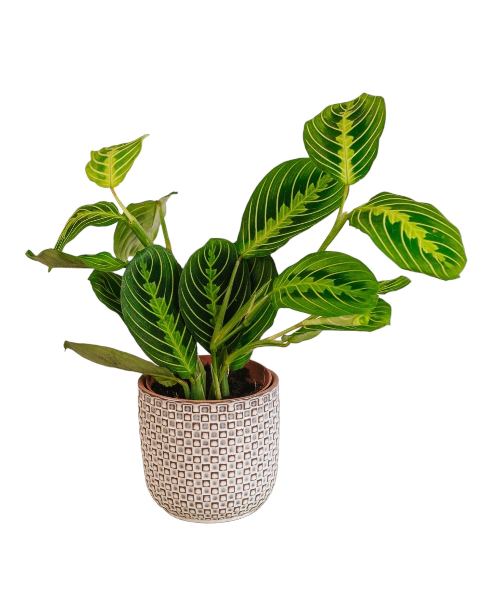 Plante d'intérieur - maranta lemon lime 30.0cm